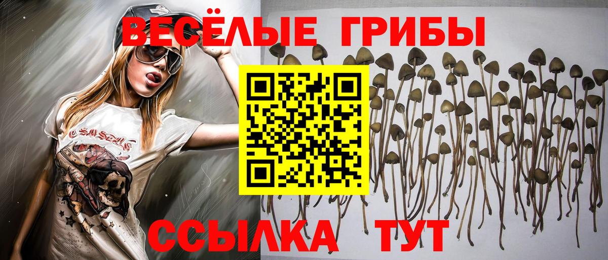 Галлюциногенные грибы Psilocybe  Вход с VPN  Черкесск 