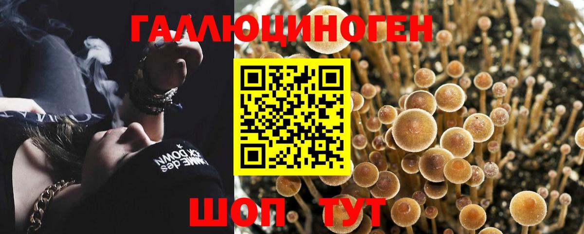 Галлюциногенные грибы Cubensis Черкесск